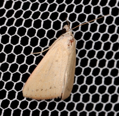 Phytometra laevis