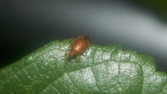 Cimicicapsus koreanus