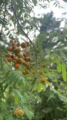 Sorbus aucuparia