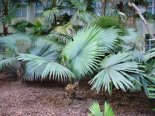Kerriodoxa elegans