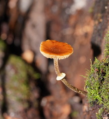 Conocybe filaris