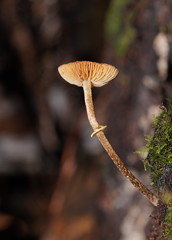 Conocybe filaris