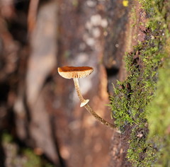 Conocybe filaris