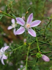 Philotheca salsolifolia