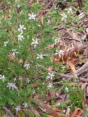 Philotheca salsolifolia
