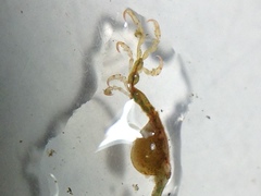 Caprella laeviuscula