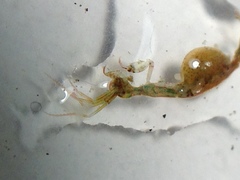 Caprella laeviuscula