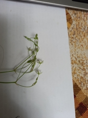 Stellaria longifolia