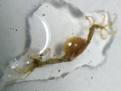 Caprella laeviuscula