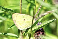 Colias interior image