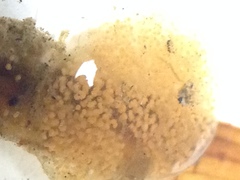 Caprella laeviuscula