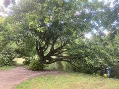 Pterocarya fraxinifolia
