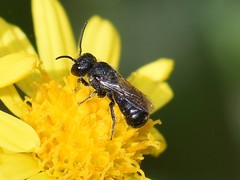 Heriades truncorum