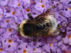 Bombus vestalis