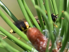 Ichneumon xanthorius
