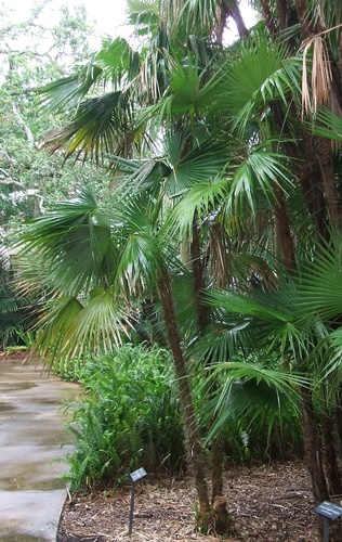 Zombie Palm (Zombia antillarum)