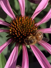 Apis mellifera