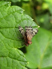 Euthycera chaerophylli