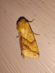 Pyrrhia exprimens