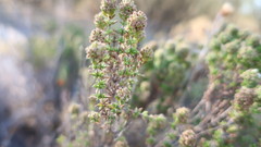 Thymus carnosus
