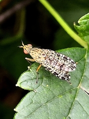 Euthycera chaerophylli