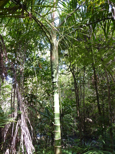 Dypsis hovomantsina