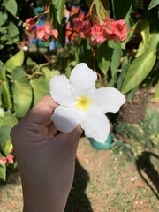 Plumeria pudica