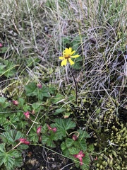 Tephroseris integrifolia atropurpurea