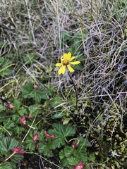 Tephroseris integrifolia atropurpurea