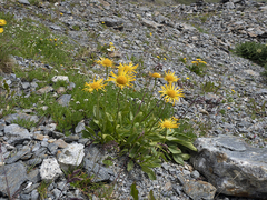 Doronicum clusii
