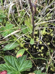 Tephroseris integrifolia atropurpurea