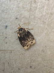 Macaduma striata