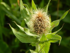 Centaurea nervosa