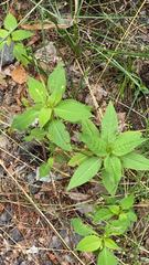 Impatiens parviflora