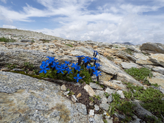 Gentiana bavarica subacaulis