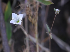 Oldenlandia stocksii