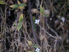 Oldenlandia stocksii