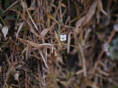 Oldenlandia stocksii