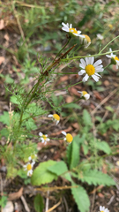 Tripleurospermum inodorum