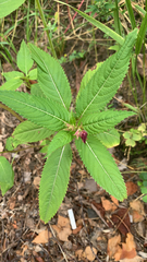 Impatiens glandulifera