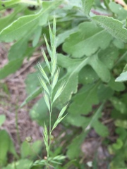 Festuca octoflora hirtella