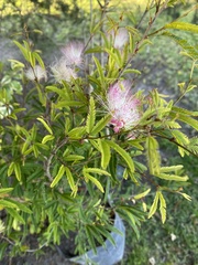 Calliandra selloi