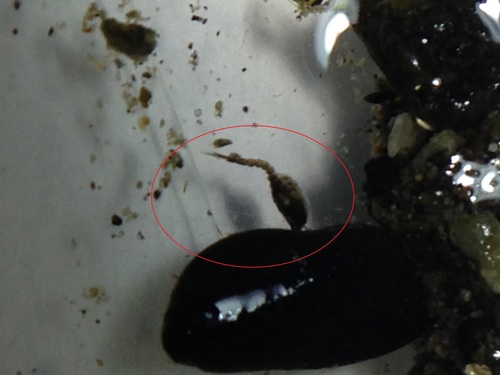 Representative image of Leuconidae