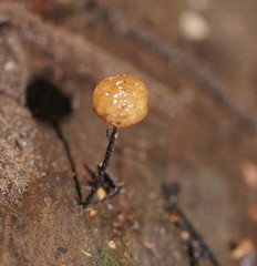Marasmius alveolaris