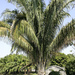 Cohune Palm - Photo (c) Tony Rodd, some rights reserved (CC BY-NC-SA)
