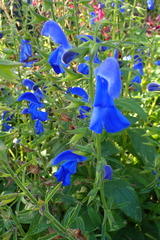 Salvia