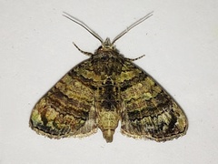 Chlumetia transversa