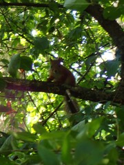 Sciurus vulgaris