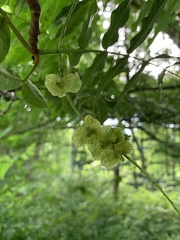 Pterocarya