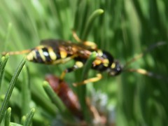 Ichneumon xanthorius